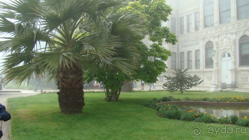 сад  дворца  Долмабахче