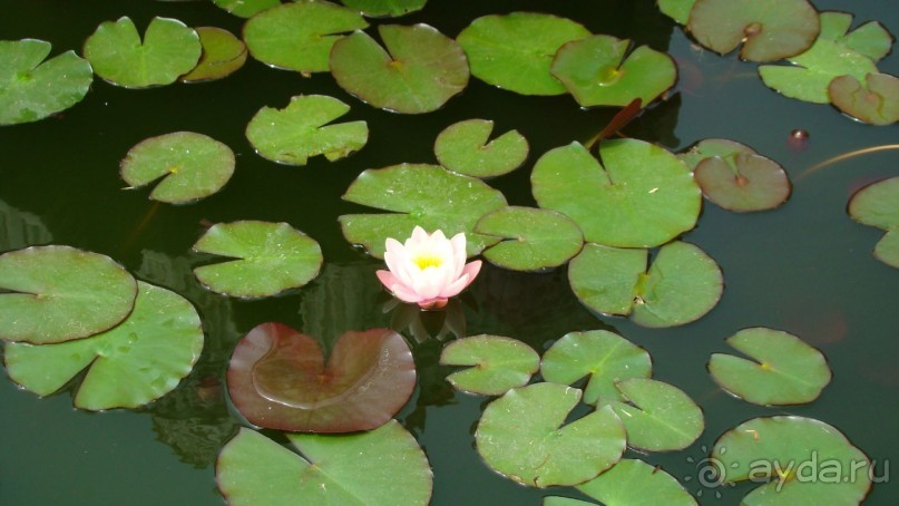 сад  дворца  Долмабахче