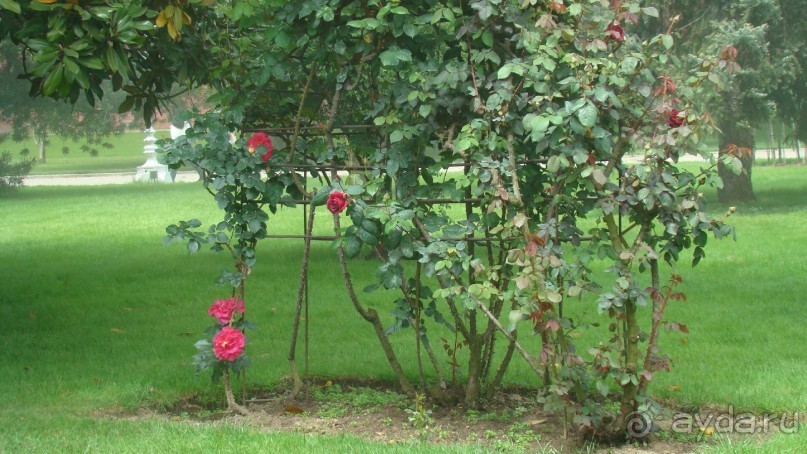 сад  дворца  Долмабахче