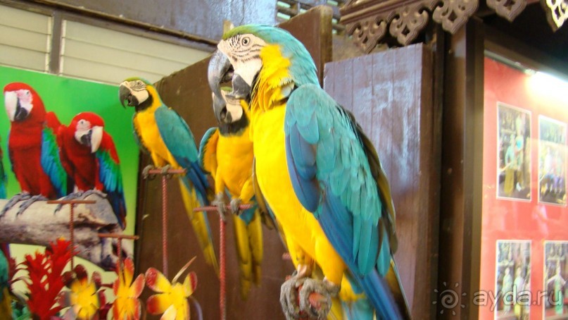 фото Botany Beach Resort