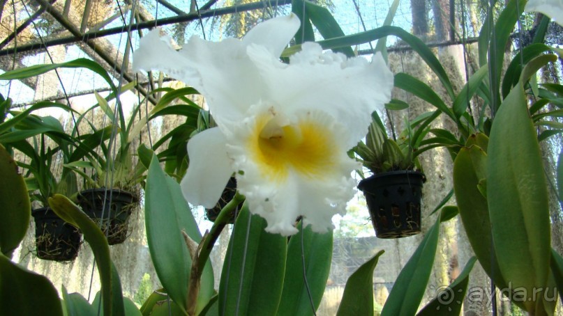 фото Botany Beach Resort