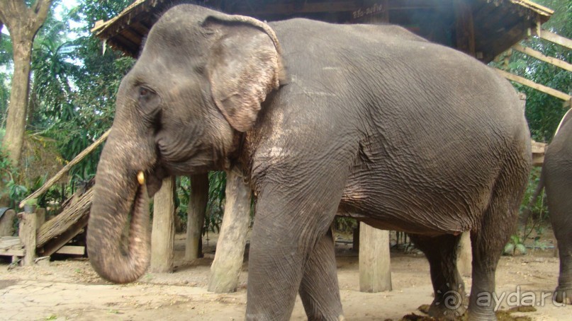 Прекрасный, восхитительный зеленый оазис на берегу Сиамского залива