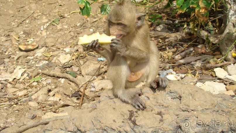 Прекрасный, восхитительный зеленый оазис на берегу Сиамского залива