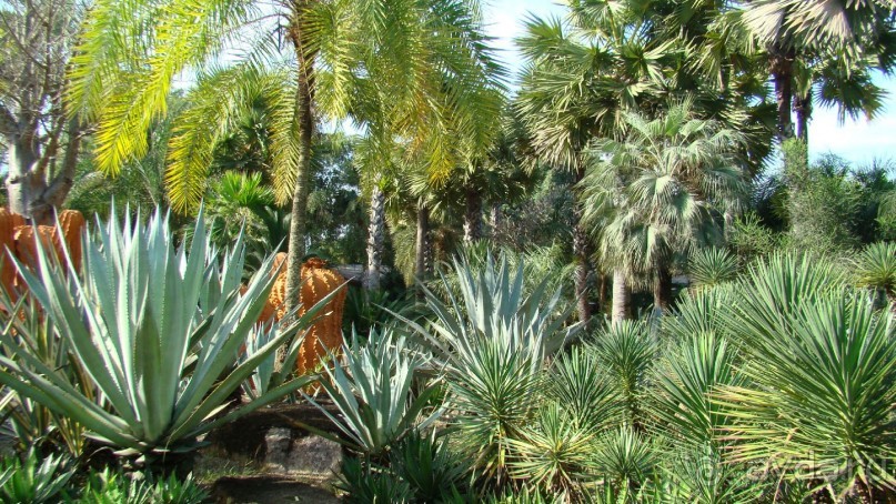 Прекрасный, восхитительный зеленый оазис на берегу Сиамского залива