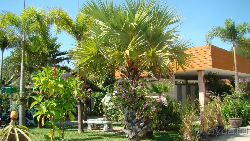 Прекрасный, восхитительный зеленый оазис на берегу Сиамского залива