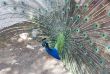 Отель, бассейн.