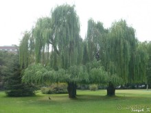 Книга "Незабываемый Иран". Глава 2.1 Тегеран