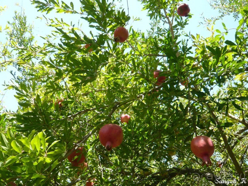 Книга "Незабываемый Иран". Глава 8. Бендер Аббас