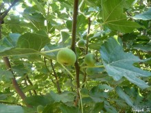 Альбом отзыва "Книга "Незабываемый Иран". Глава 13.1 Керман"