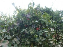 Книга "Незабываемый Иран". Глава 13.1 Керман