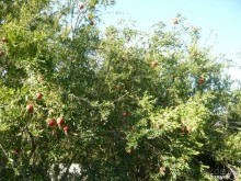 Альбом отзыва "Книга "Незабываемый Иран". Глава 13.1 Керман"