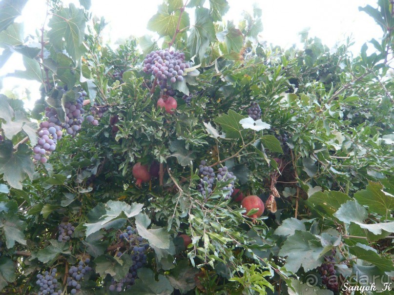 Книга "Незабываемый Иран". Глава 13.1 Керман