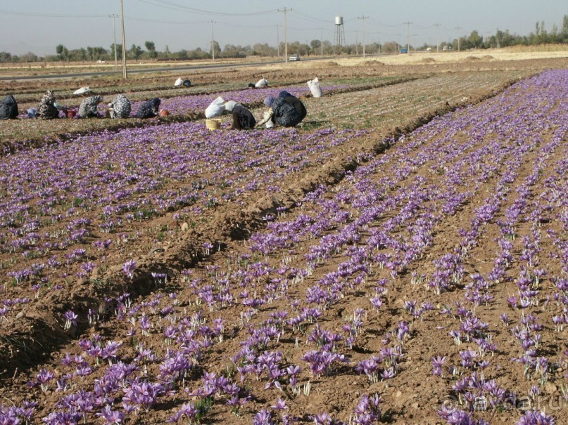Альбом отзыва "Книга "Незабываемый Иран". Глава 15. Мешхед"