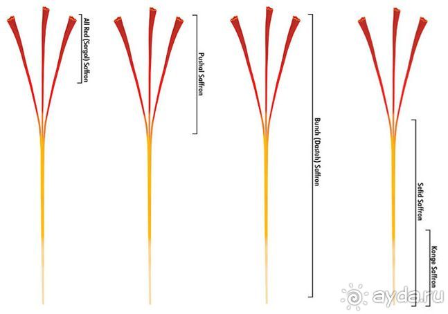 Книга "Незабываемый Иран". Глава 15. Мешхед
