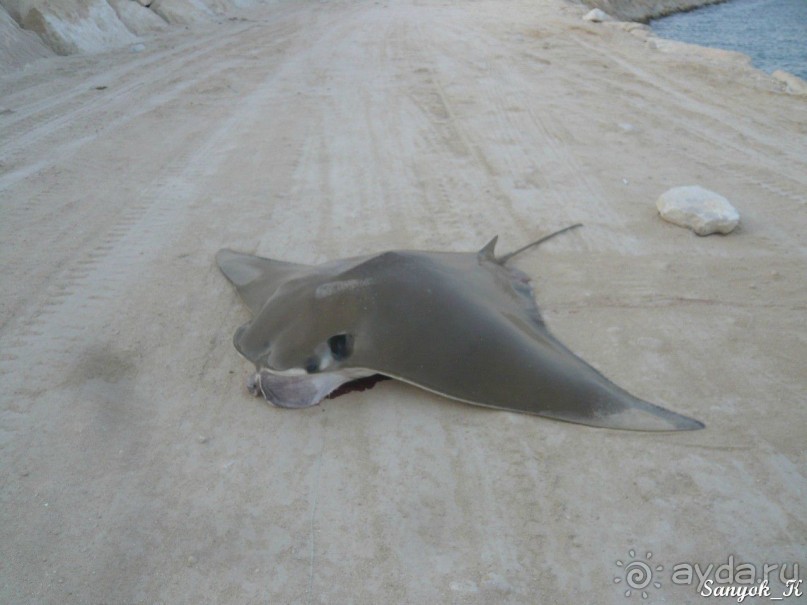 Альбом отзыва "Книга "Незабываемый Иран". Глава 10. Бендер Чарак"