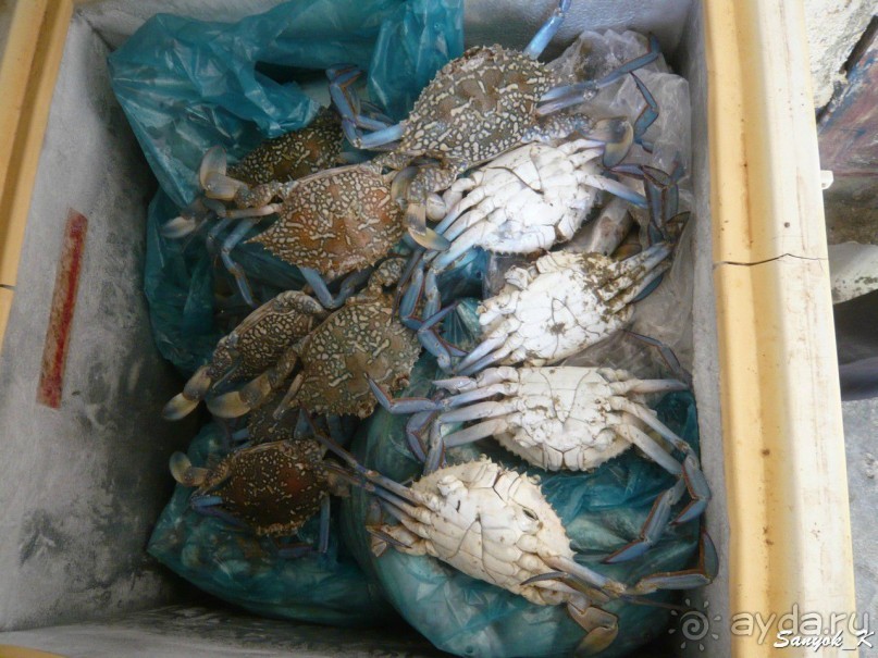 Книга "Незабываемый Иран". Глава 10. Бендер Чарак