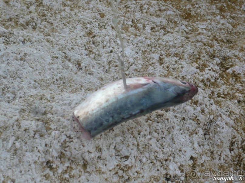 Книга "Незабываемый Иран". Глава 10. Бендер Чарак