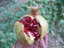 Книга "Незабываемый Иран". Глава 13.2 Достопримечательности Кермана. Махан.