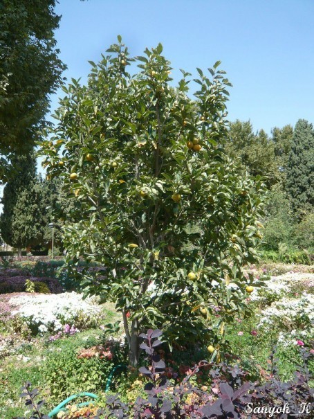 Книга "Незабываемый Иран". Глава 13.2 Достопримечательности Кермана. Махан.