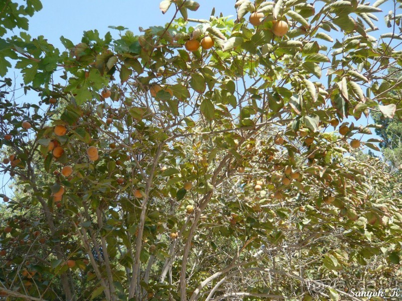 Книга "Незабываемый Иран". Глава 14.2 Достопримечательности Йезда