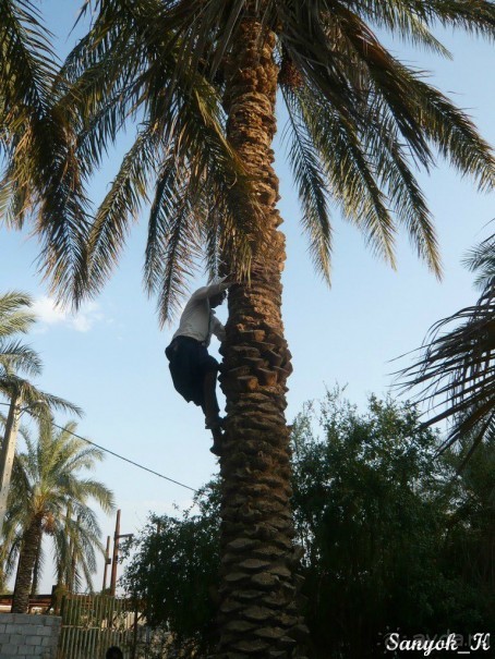 Книга "Незабываемый Иран". Глава 12. Бам