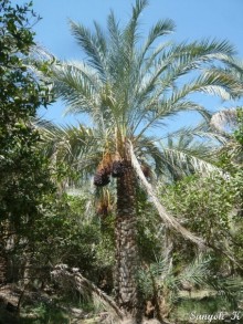 Книга "Незабываемый Иран". Глава 12. Бам