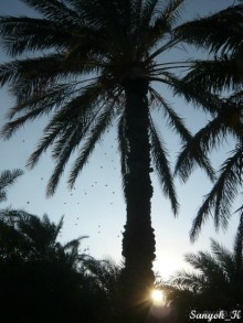 Книга "Незабываемый Иран". Глава 12. Бам