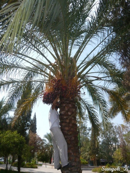 Книга "Незабываемый Иран". Глава 12. Бам