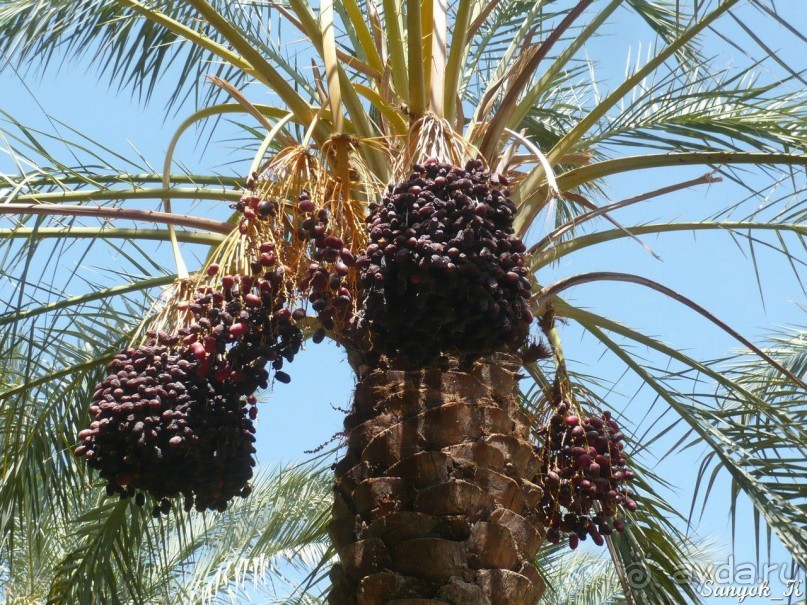 Книга "Незабываемый Иран". Глава 12. Бам