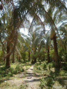 Книга "Незабываемый Иран". Глава 12. Бам