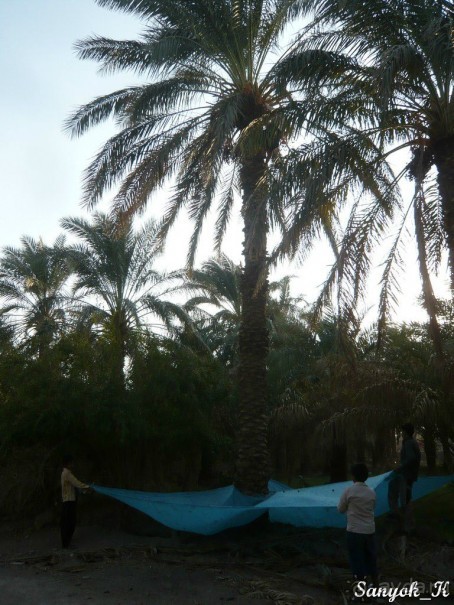 Книга "Незабываемый Иран". Глава 12. Бам