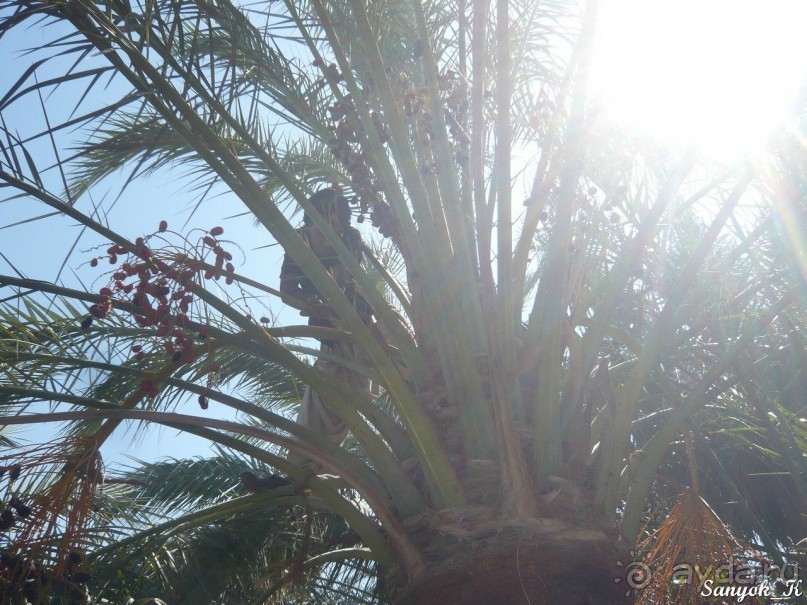 Книга "Незабываемый Иран". Глава 12. Бам