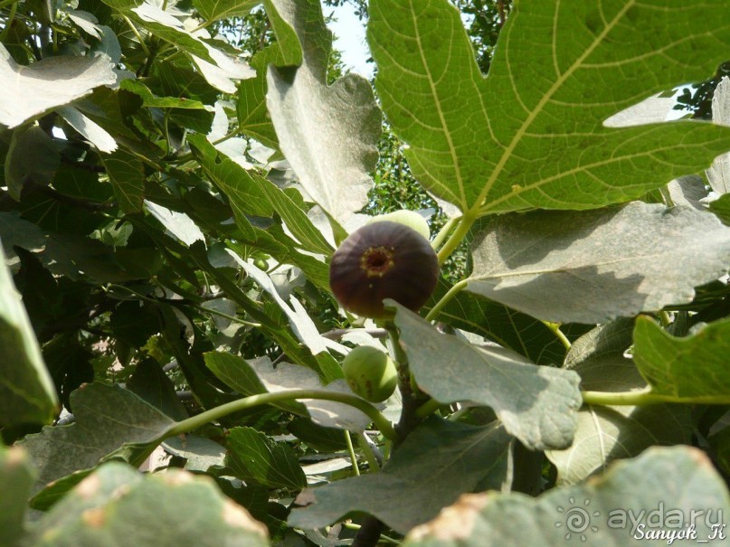 Книга "Незабываемый Иран". Глава 4. Кашан