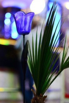 чамьюва синатра