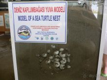 Дальян, макет черепашьего гнезда в специальном центре. Тут - самый любимый не только туристами, но и черепахами пляж :))