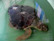 Дальян, черепаха редкого вида каретта-каретта спасена от чрезмерных полипов на панцире и готовится к возвращению в родную стихию :) И пока мы ее смогли увидеть, урааа! И даже она иногда смотрела на нас, с любопытством выглядывая из воды :)))