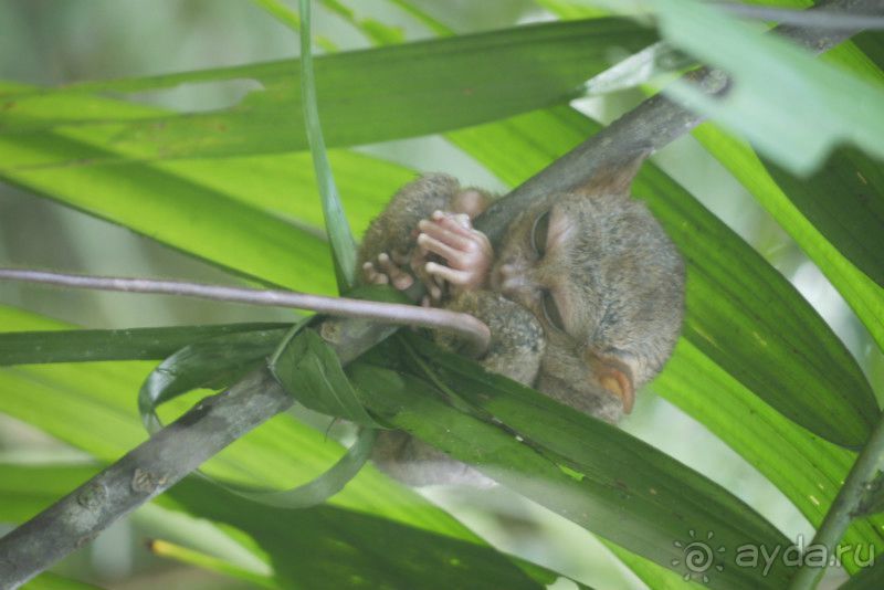 Филиппины: Луксор – Манила, Боракай, Мактан – Себу, Бохоль, Палаван - Минилок