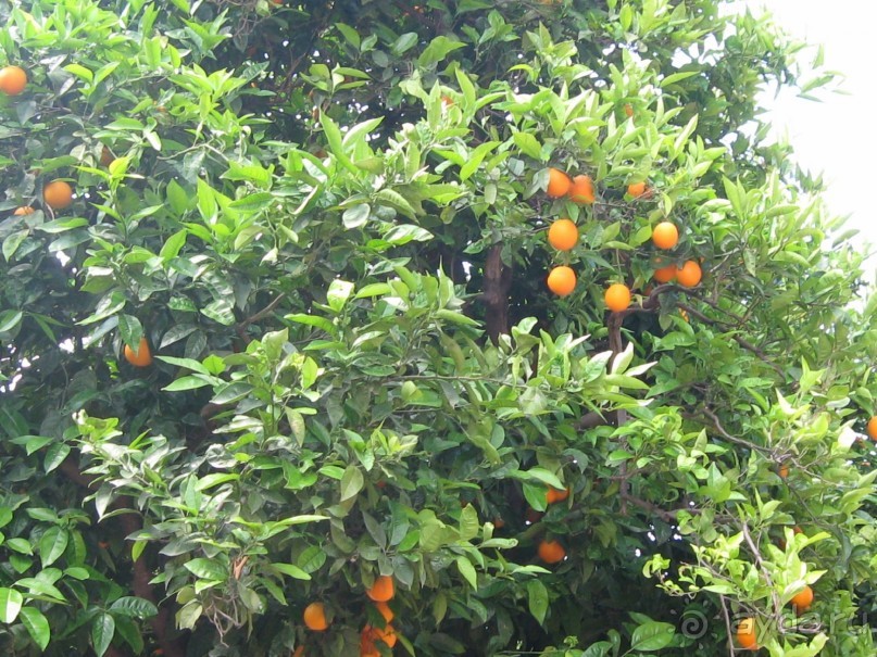 фото NoxInn Club Hotel