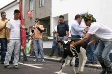 Праздник коров