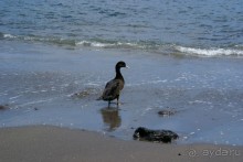 Одинокая утка на пляже Аморе