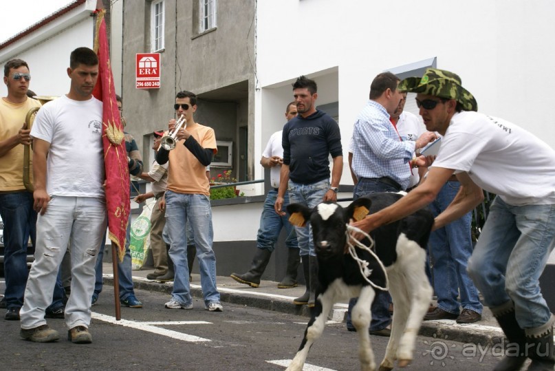 Праздник коров