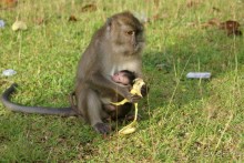 Макаки длинохвостые. Попрошайничали у дороги стадом 15-20 особей. Проезжающие туристы подкармливают. Местные жители на них внимания не обращают.