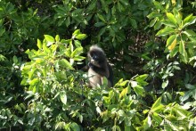 Только про обезъян. Остров Лангкави, Малайзия.