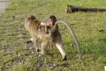Только про обезъян. Остров Лангкави, Малайзия.