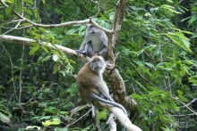 Эти озорницы высматривают, когда отвернутся купающиеся под водопадом "7 колодцев". Они делали попытку стырить что-нибудь, но их отогнали. Когда купавшиеся ушли, они полакомились объедками, устроив между собой разборки. Их здесь тоже было 5-7 особей. 
