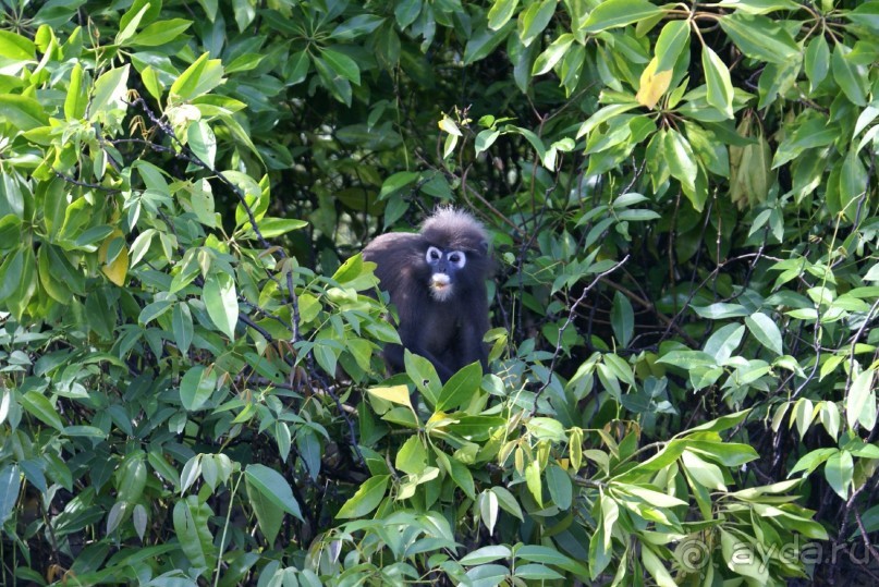 Только про обезъян. Остров Лангкави, Малайзия.