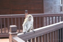 Эти промышляют на территории отеля, в шале на воде.