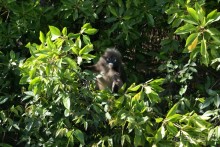 Только про обезъян. Остров Лангкави, Малайзия.