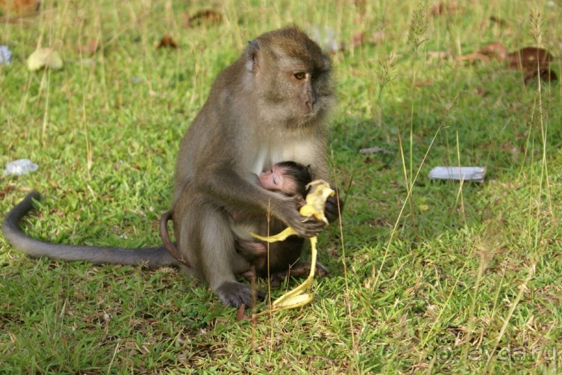 Макаки длинохвостые. Попрошайничали у дороги стадом 15-20 особей. Проезжающие туристы подкармливают. Местные жители на них внимания не обращают.