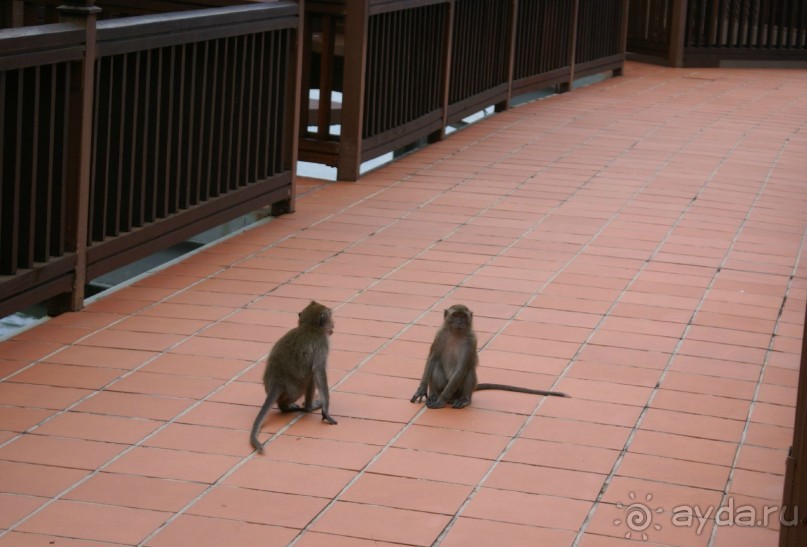 Только про обезъян. Остров Лангкави, Малайзия.